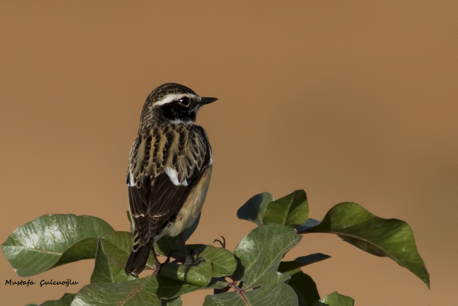 Whinchat